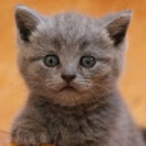 Meet your Posher, Kevin - Picture 1 of 1